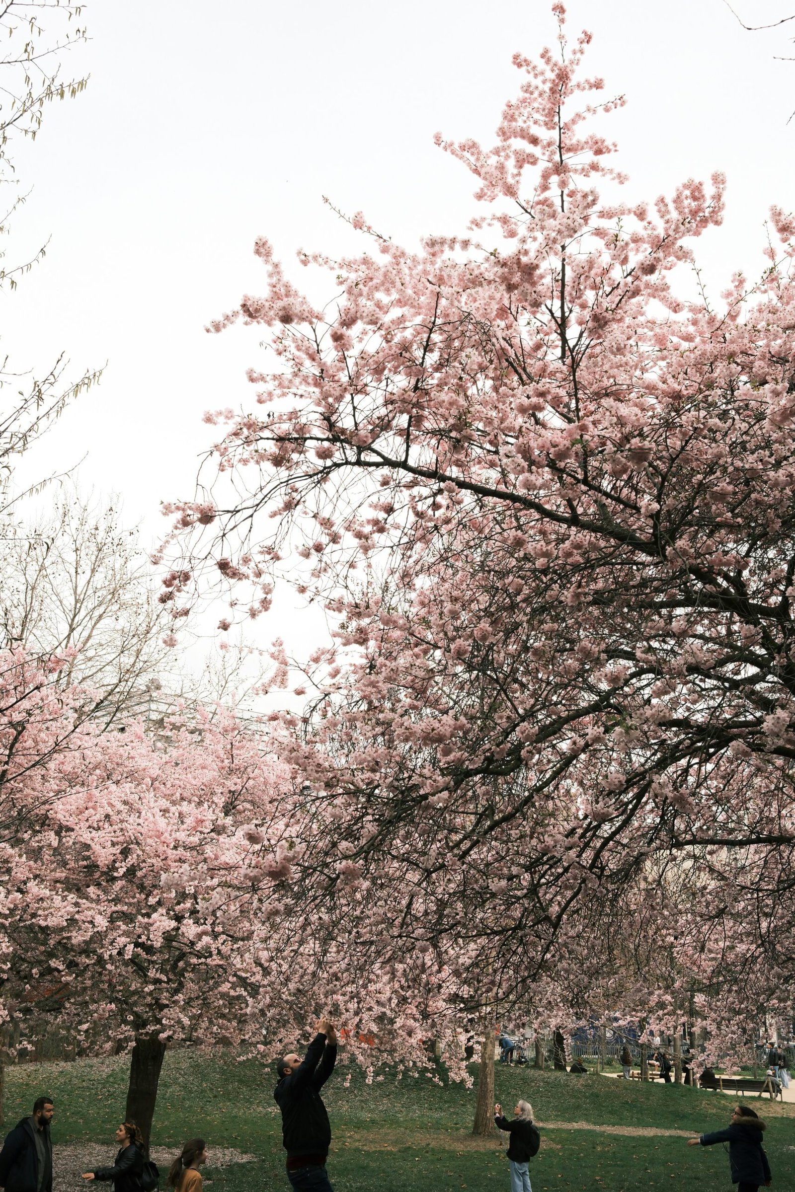 Cherry blossoms in a Paris park, creating a fresh and uplifting backdrop for a spring yoga retreat in France.