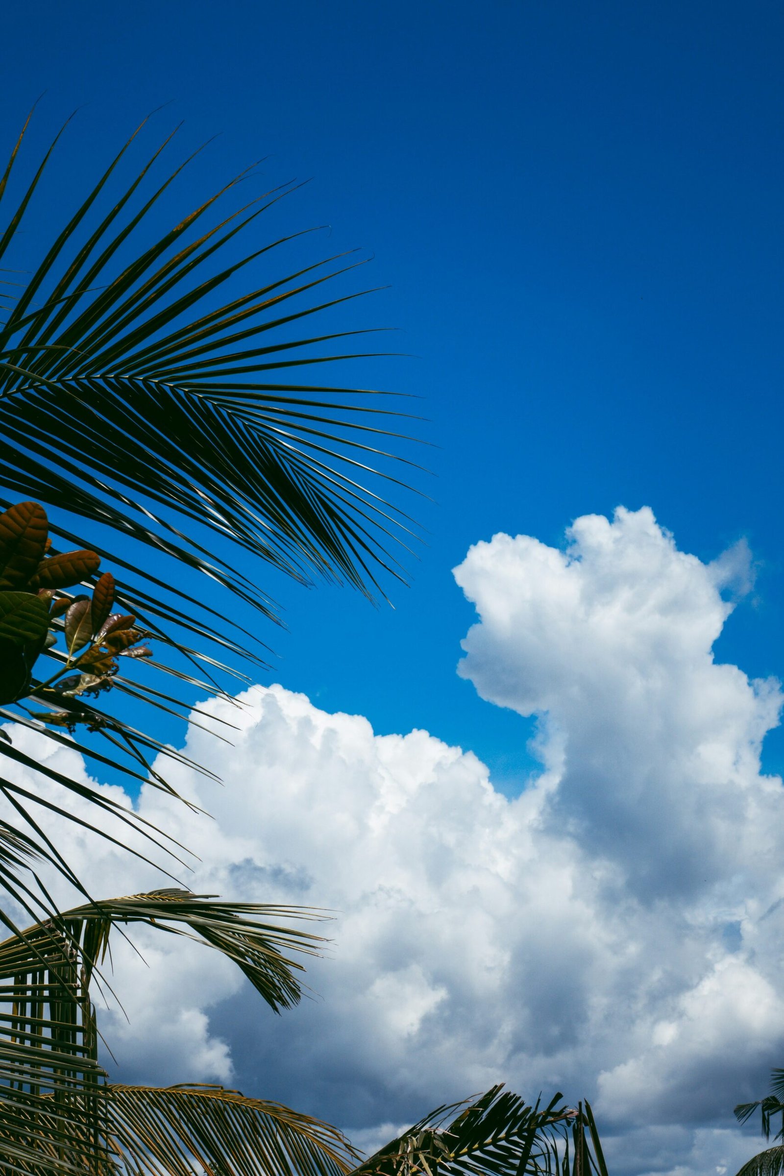 Palm trees under shifting skies in Hikkaduwa, Sri Lanka, reflecting the adaptable and change-focused energy of an autumn retreat.