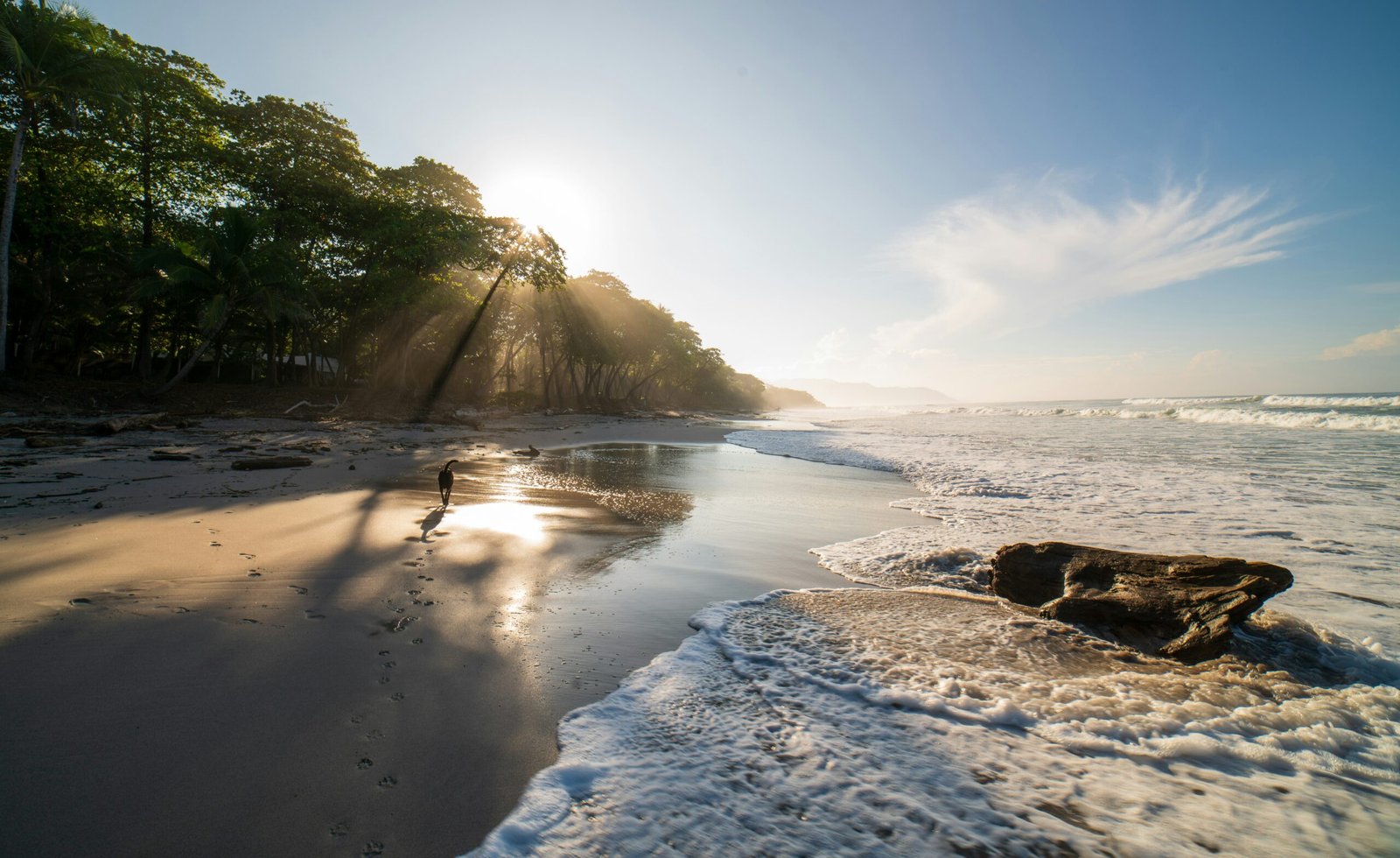Palm-lined shoreline at Santa Teresa Beach in Costa Rica during a calm morning