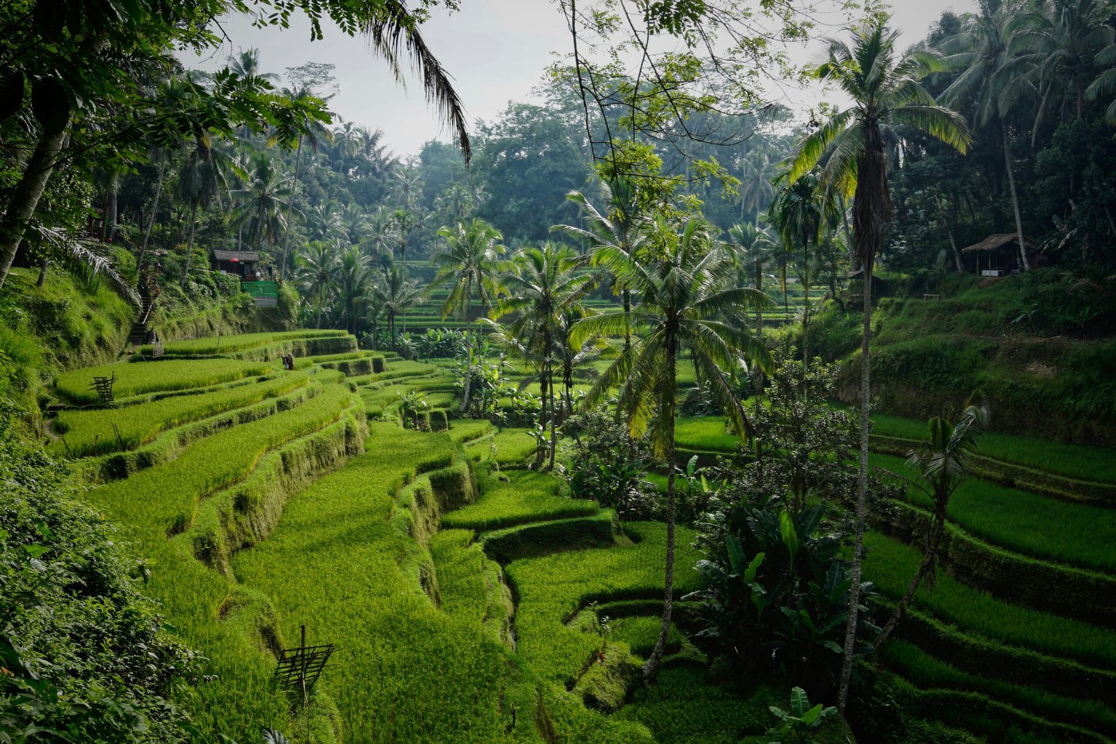 morning light over tegalalang rice terraces with vibrant april greenery in bali