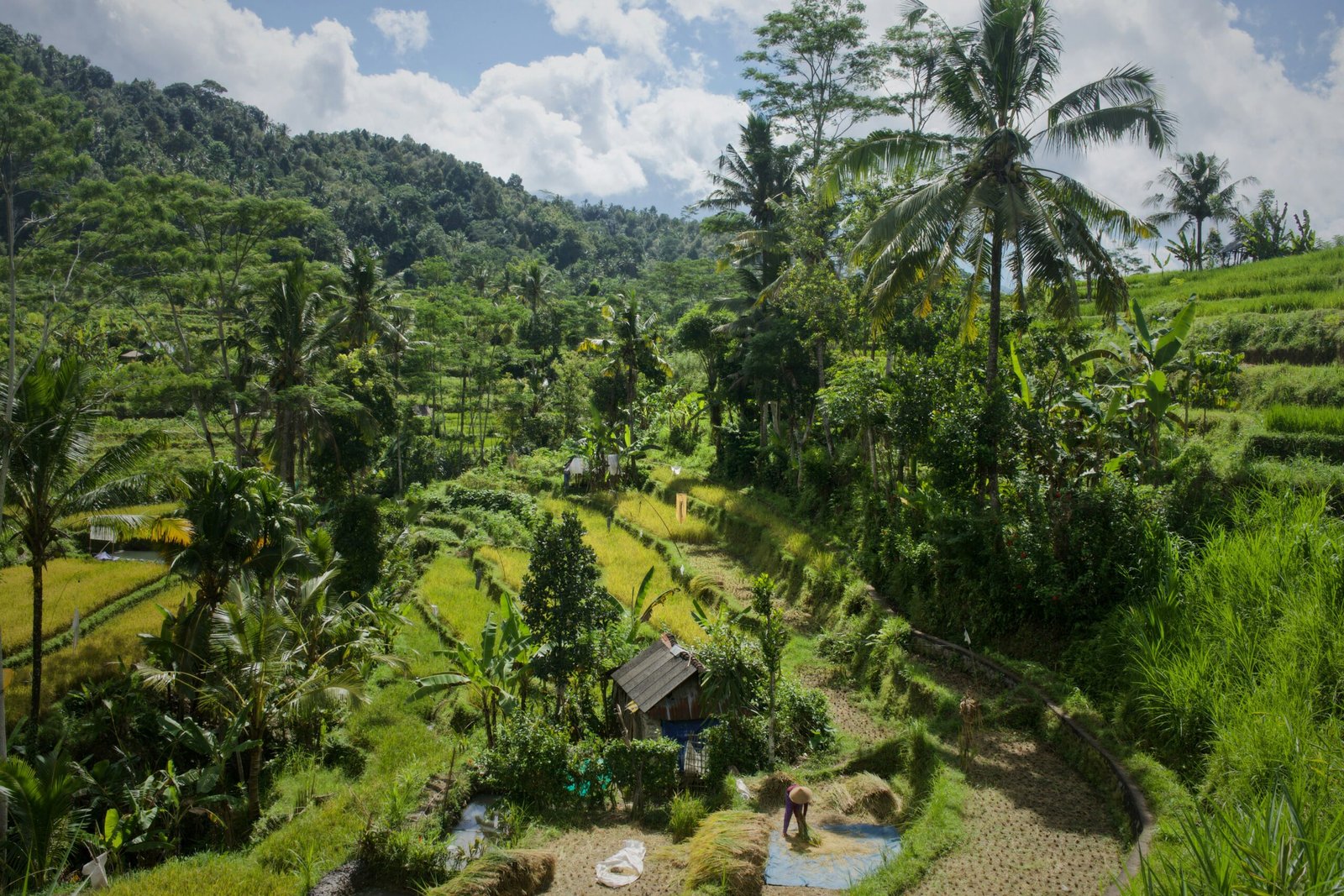 sidemen rice terraces in bali turning rich green during the autumn season