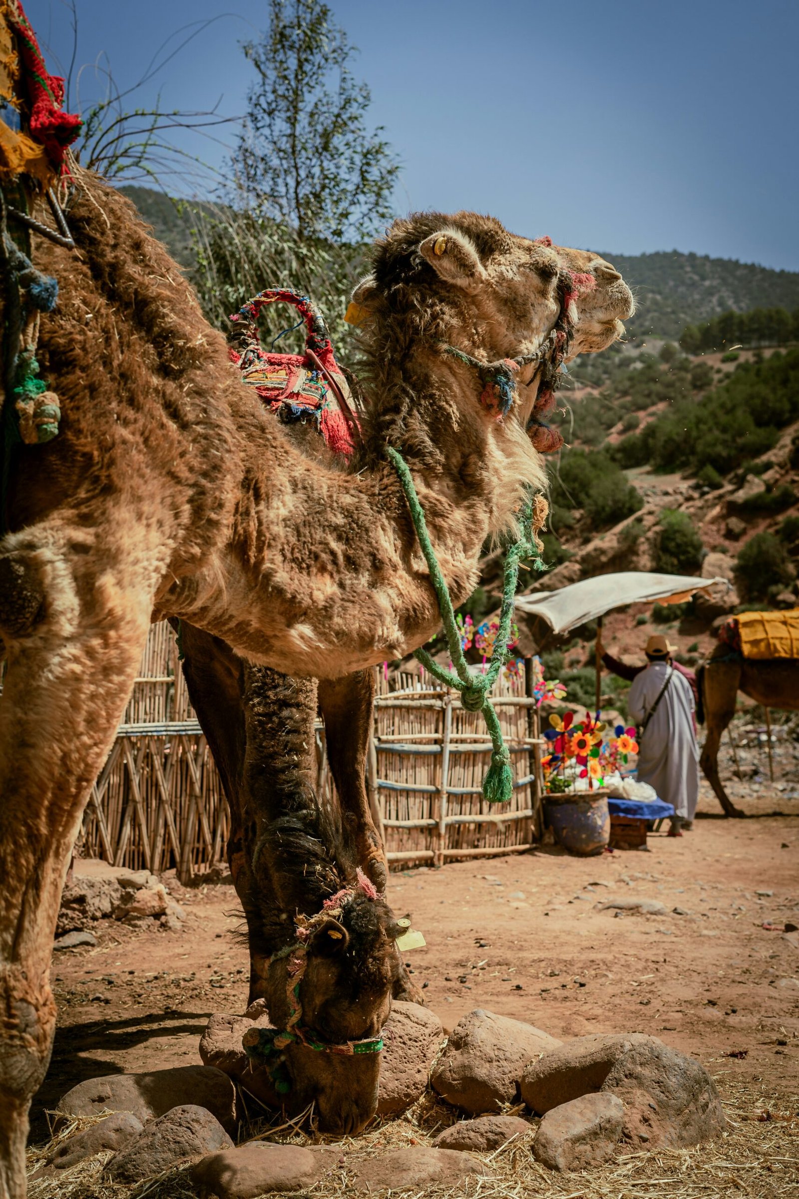 camel - atlas mountains