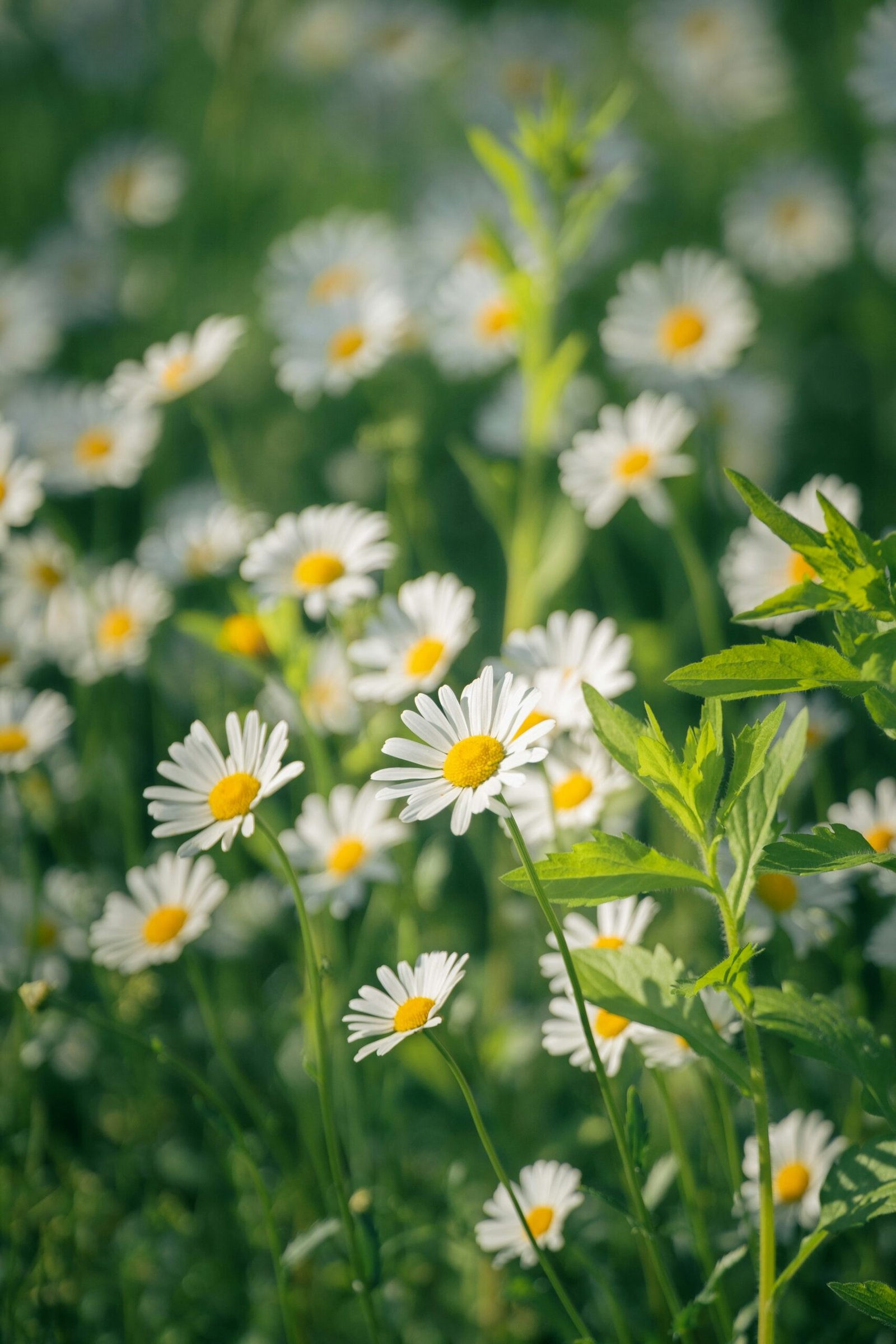 lossom-filled retreat destination with a serene springtime atmosphere