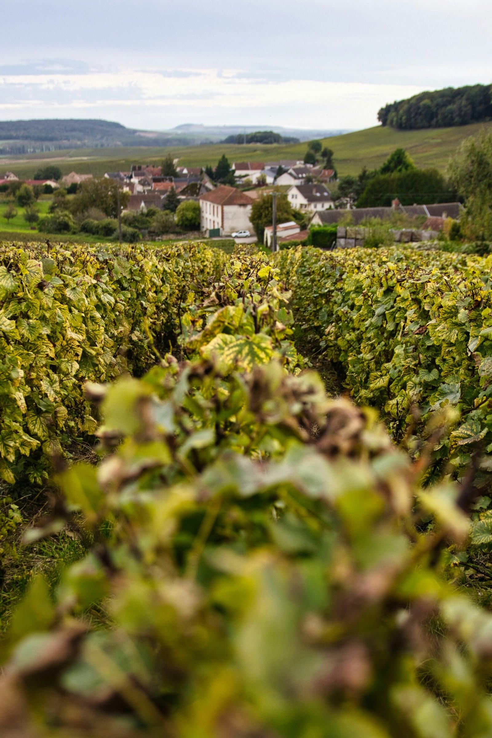 French countryside vineyard with a village in the distance, matching the peaceful rhythm of a summer yoga retreat in France.