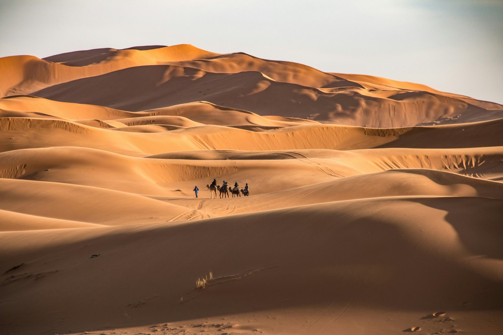 sahara dunes in morocco at sunrise with soft light