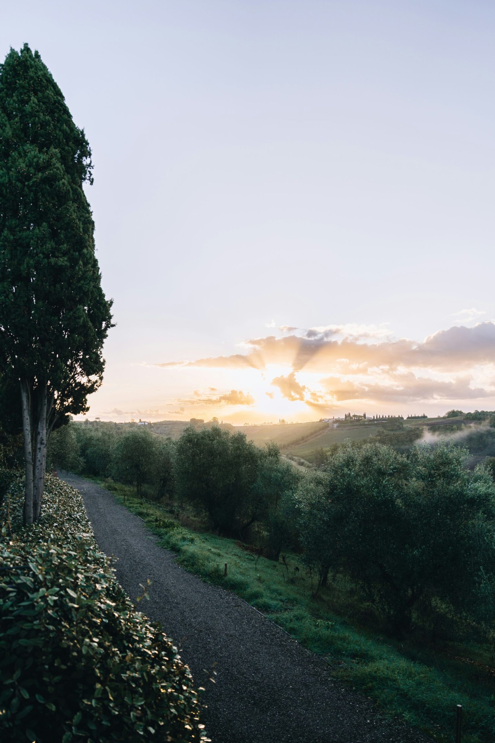misty tuscan landscape with olive trees in italy for a restorative yoga retreat
