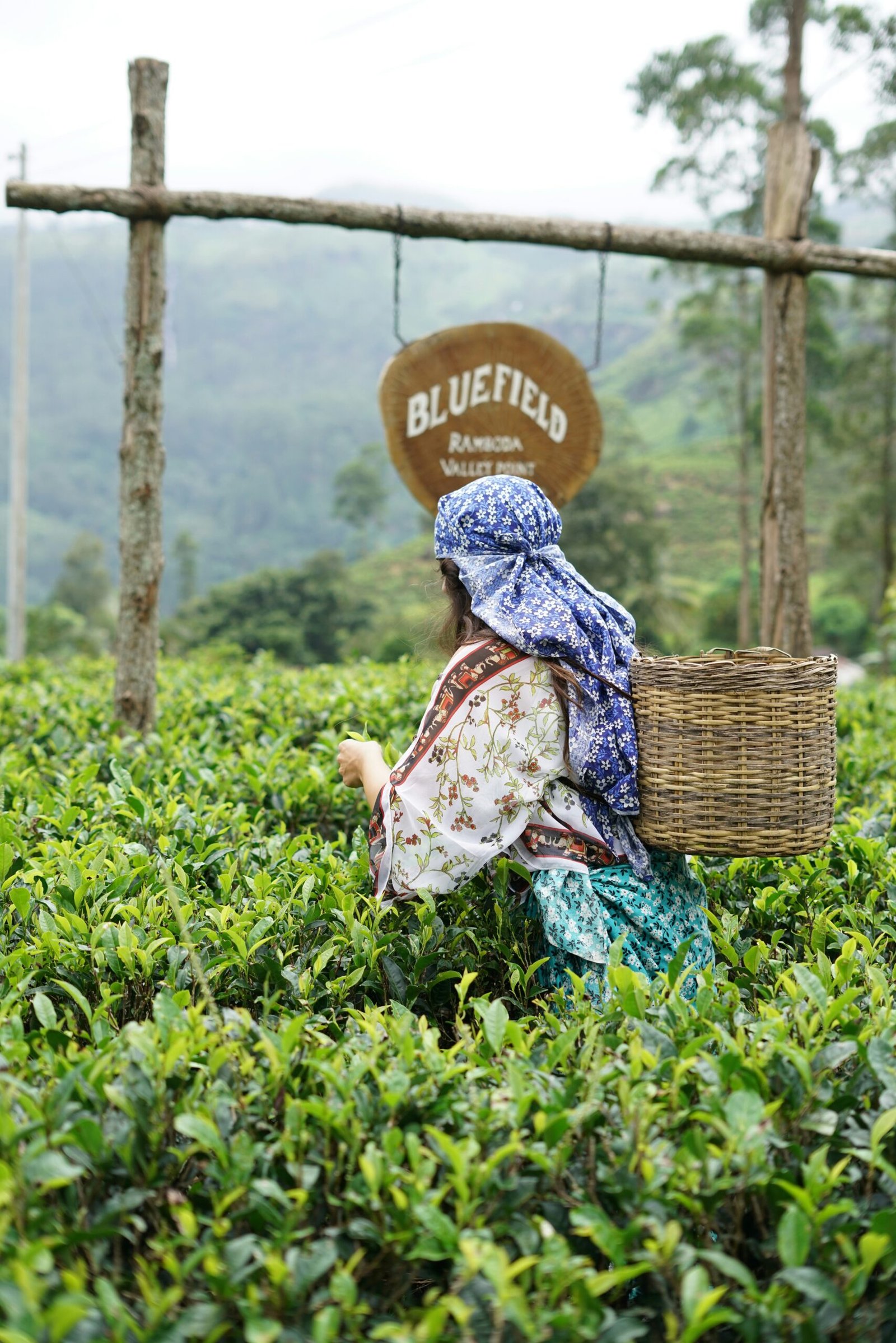 Tea plantation scene in Sri Lanka, suited to a peaceful hill-country yoga retreat surrounded by nature.