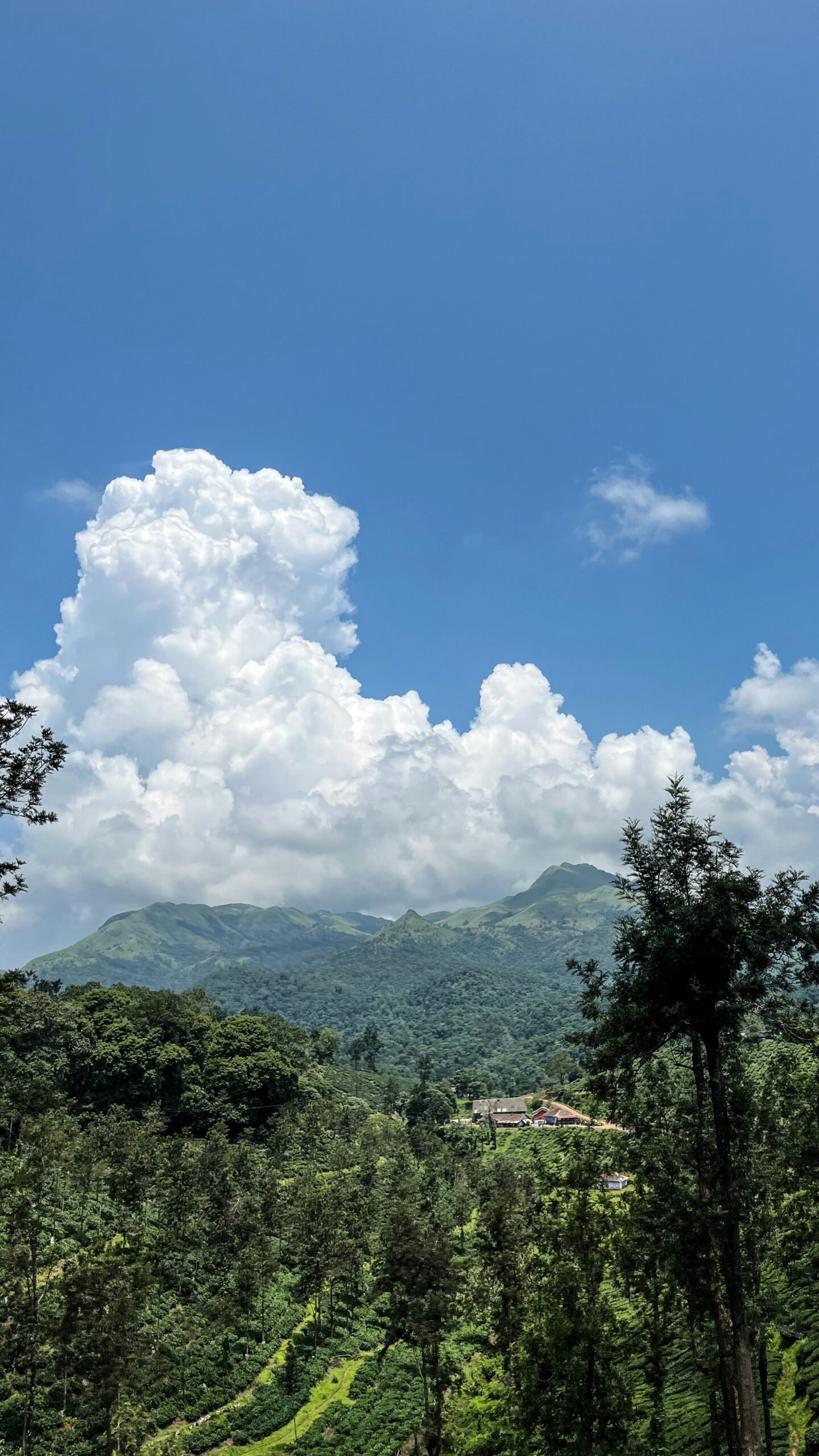 Lush forest landscape in Wayanad, Kerala, reflecting the quiet natural surroundings that suit an Ayurveda retreat focused on rest and balance.