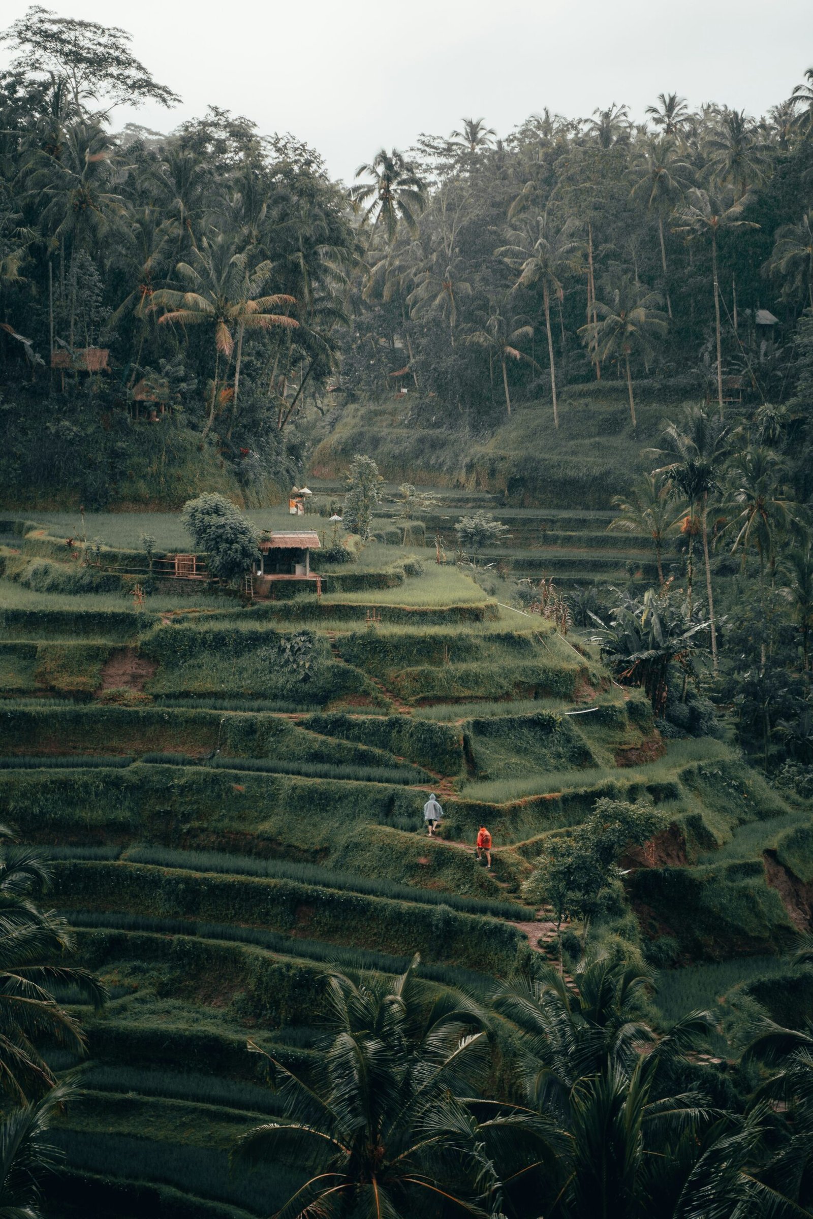 Tegalalang rice terraces in Ubud, Bali with layered green fields and a calm tropical retreat feel.