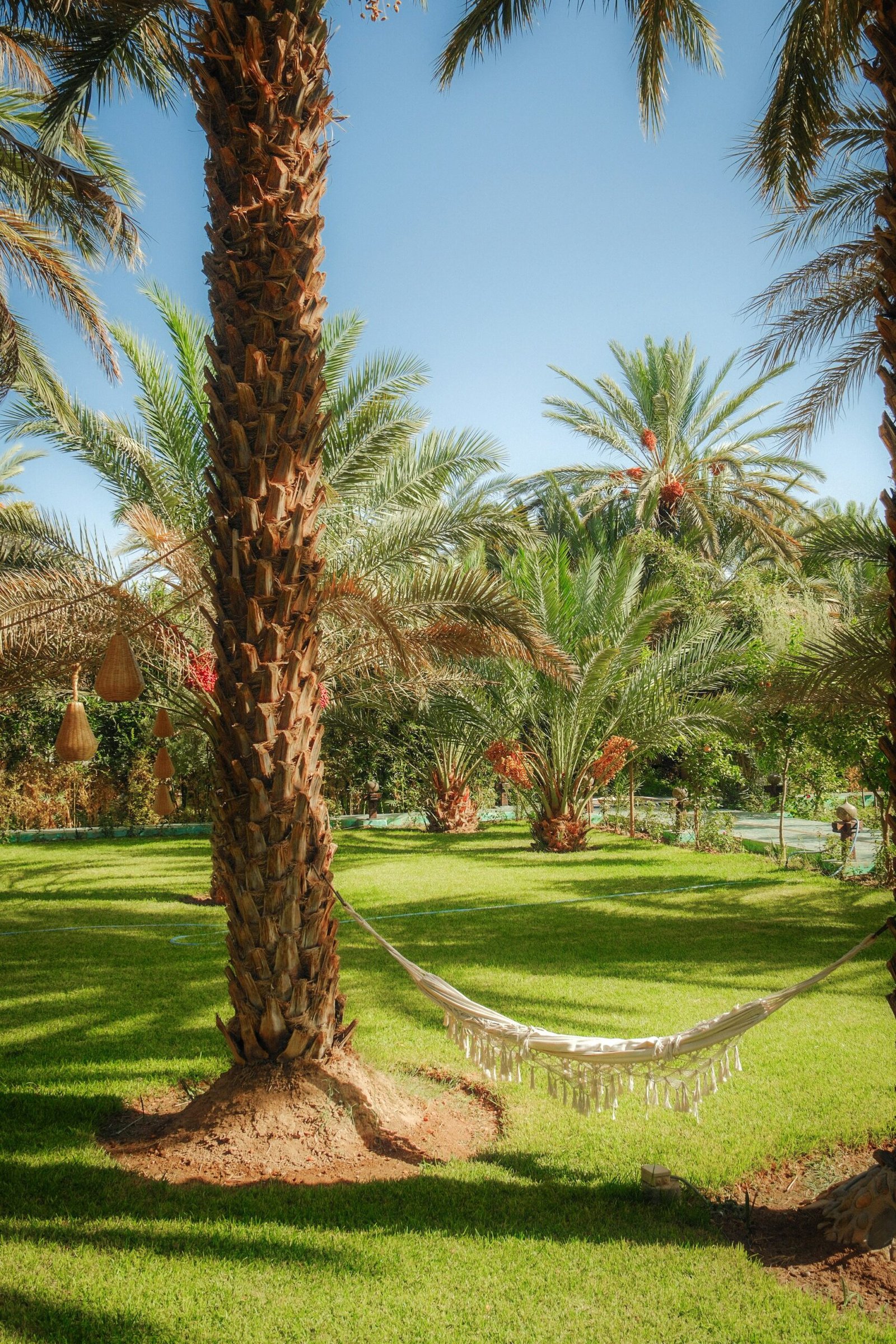 Relaxing hammock between palm trees at a tropical retreat for rest and rejuvenation