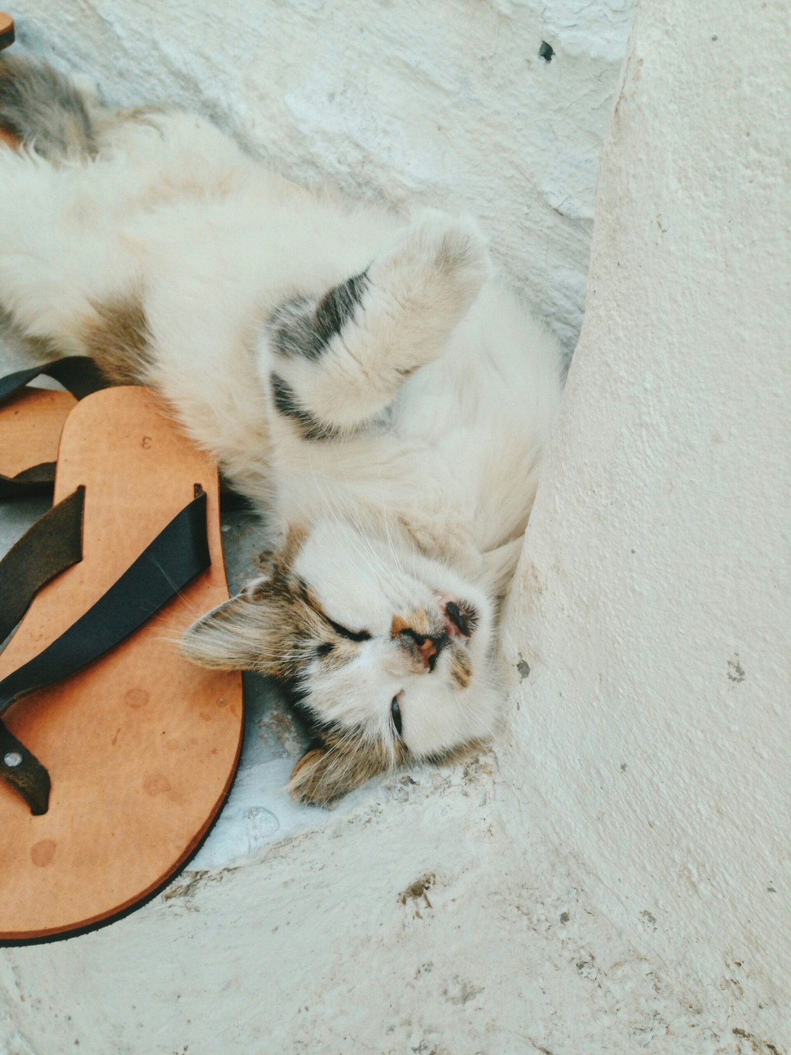 a cat in naxos