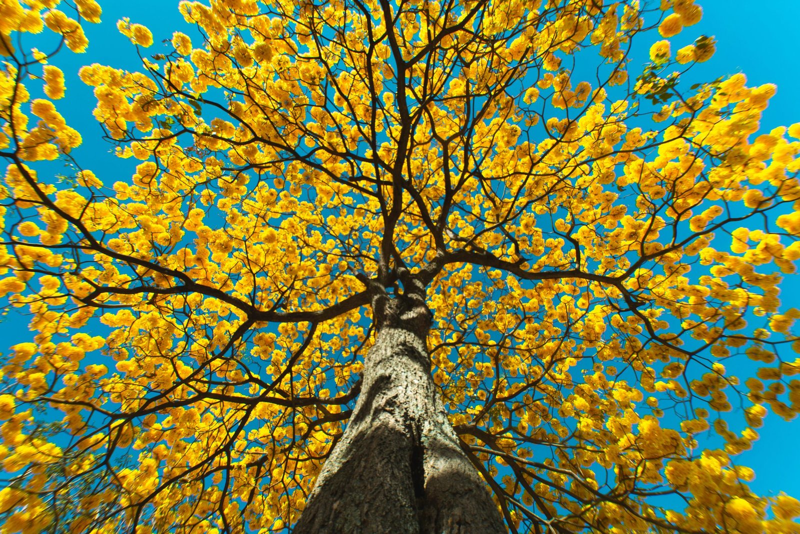 Yellow-blossom tree in San Joaquín de Flores, Heredia, Costa Rica.