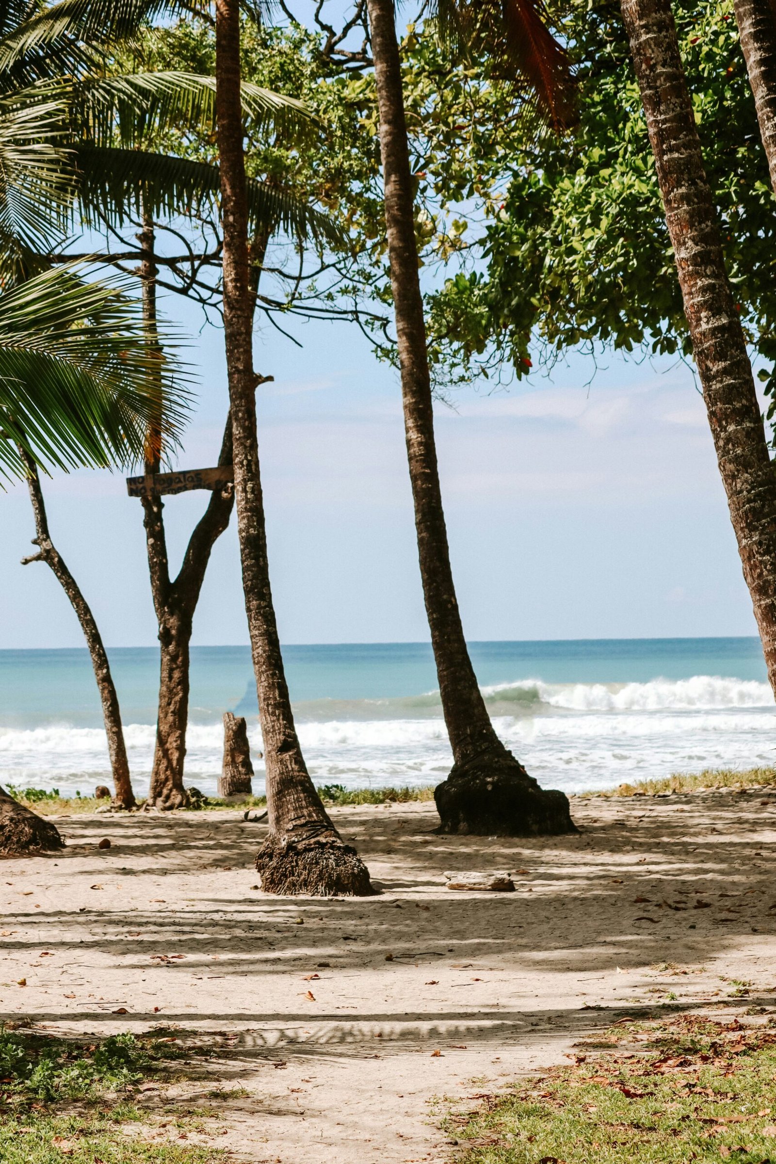 Palm-lined beach with ocean waves and a surfer on the coast of Costa Rica.