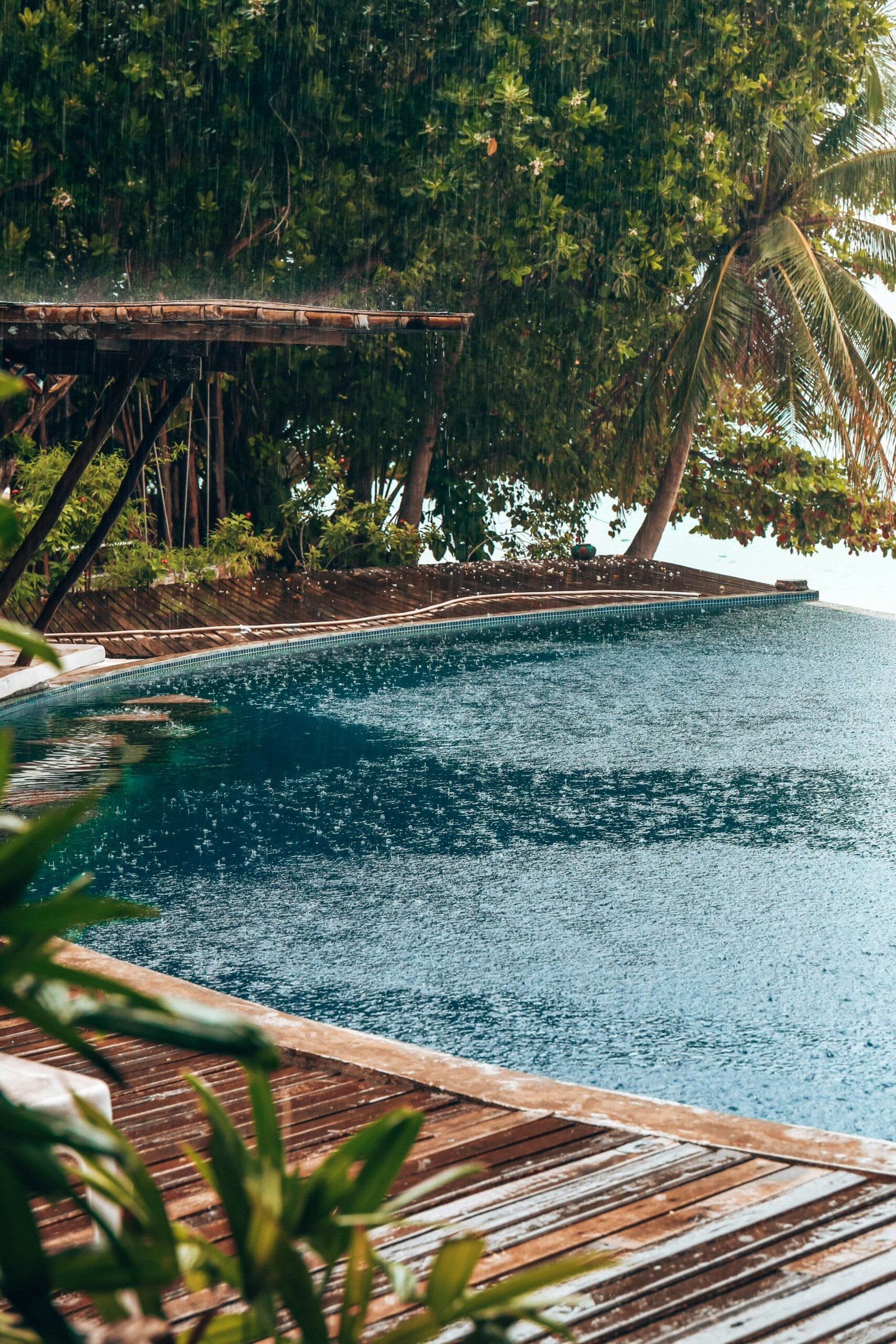 Tropical coconut tree beside the water on Koh Phangan, capturing a calm beach escape in Thailand.