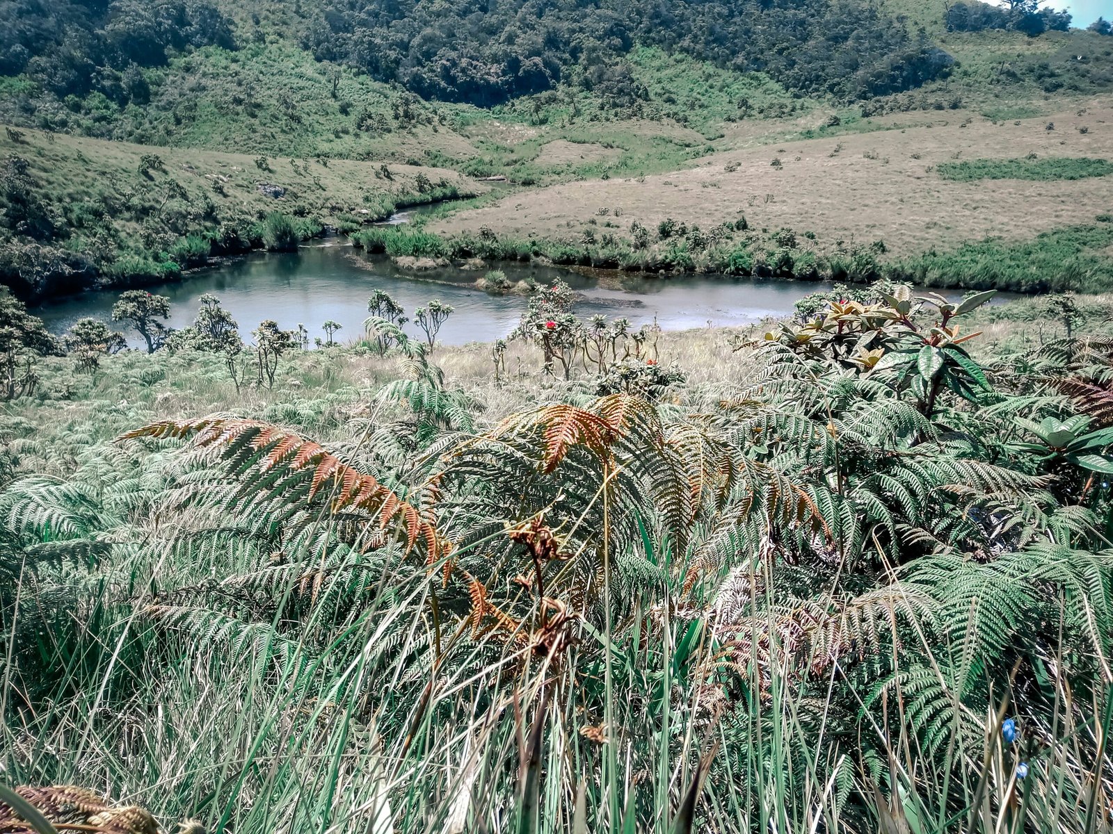 Green river landscape inside Horton Plains National Park in Sri Lanka’s highlands.