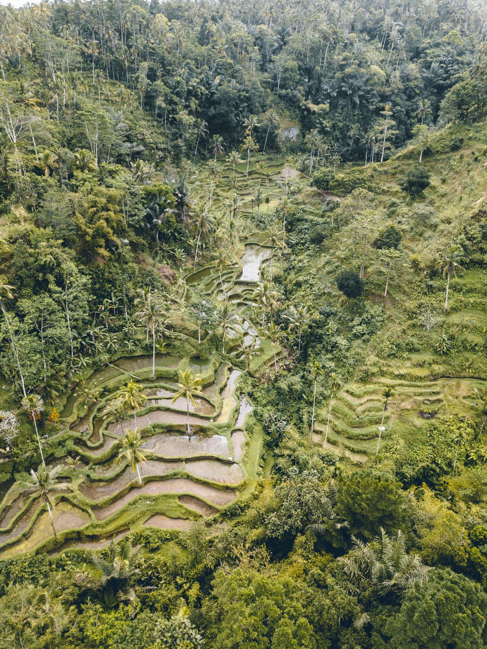 Aerial view of lush forest and rice fields in Bali, reflecting the peaceful natural setting of a restorative Ayurveda retreat.