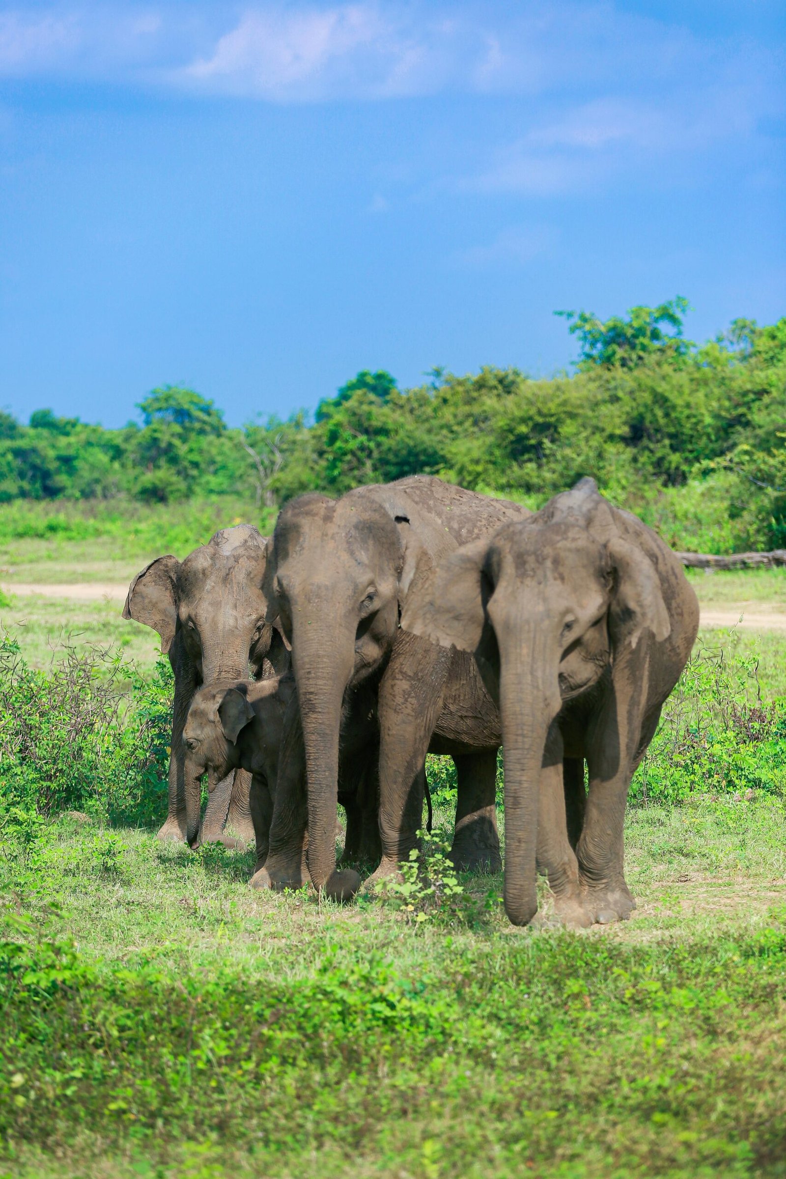 Elephants moving through the grasslands of Udawalawe National Park in Sri Lanka.