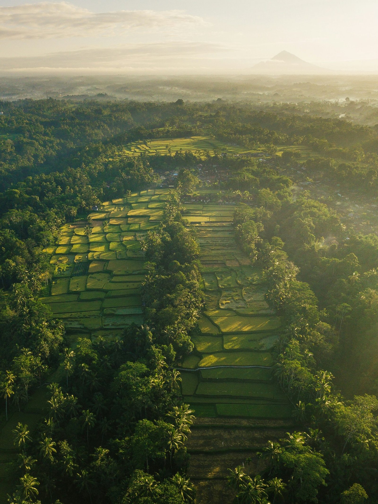 Aerial view of golden sunrise over Ubud rice terraces and lush palm jungles in Bali, illustrating the tranquil environment of an August 2026 peak season yoga retreat.