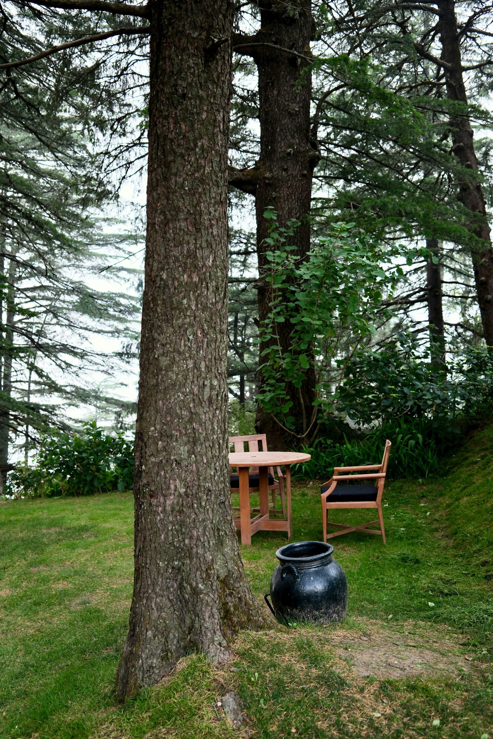 Forest picnic table and chair at Wildflower Hall in Shimla, creating a quiet outdoor corner for rest and reflection during a retreat stay in India.