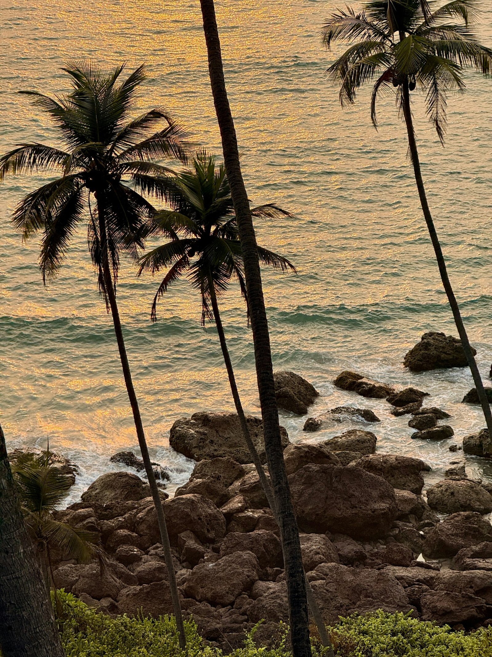 Palm-lined rocky beach at sunset, adding a serene coastal backdrop to a retreat-inspired getaway in India.