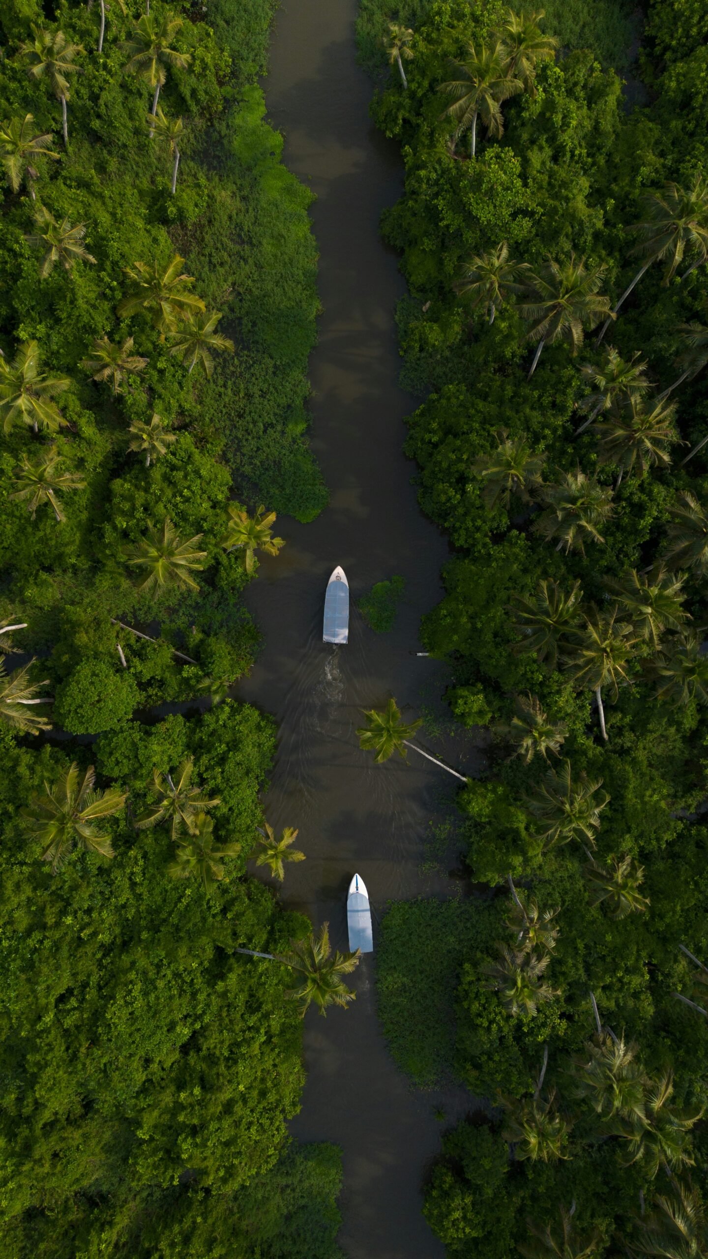 Small boats gliding through the Kerala backwaters lined with dense palm trees