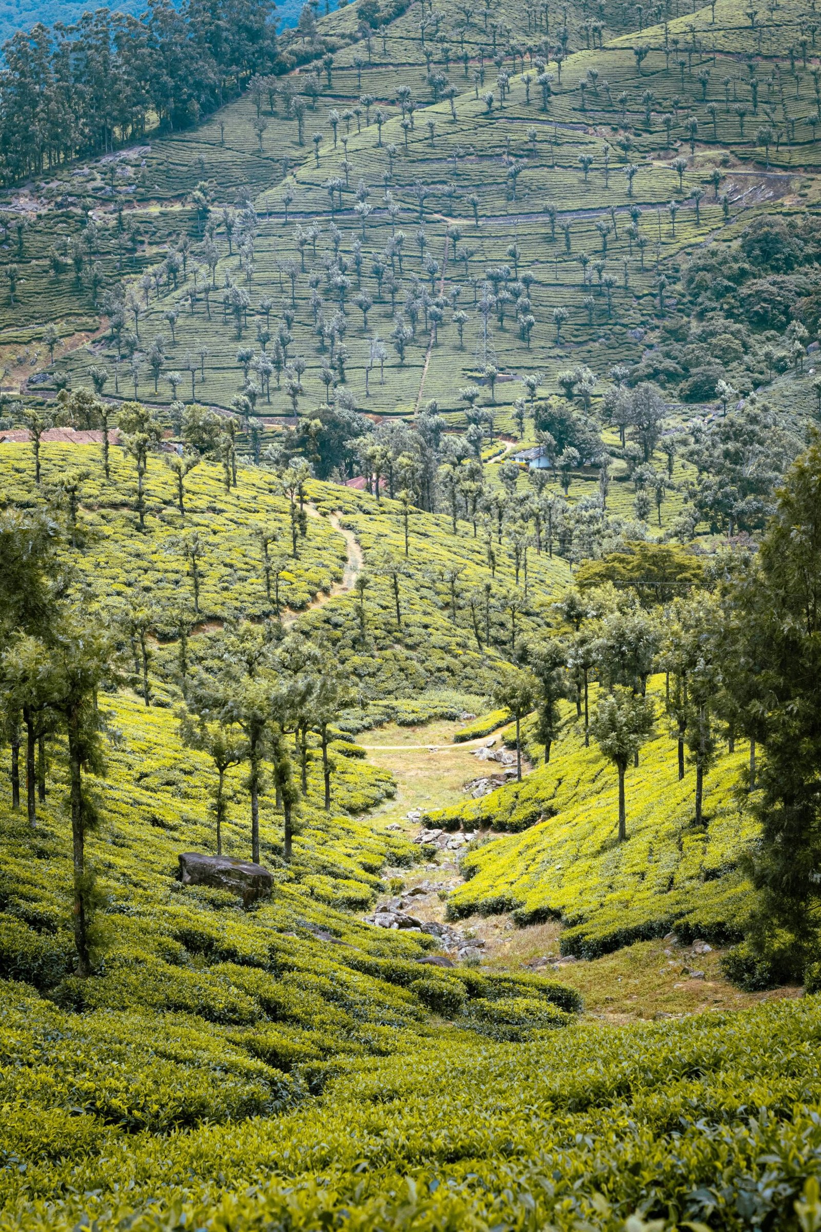 Terraced tea plantations on a green hillside, offering a cool and grounding landscape that suits a restorative retreat in India.